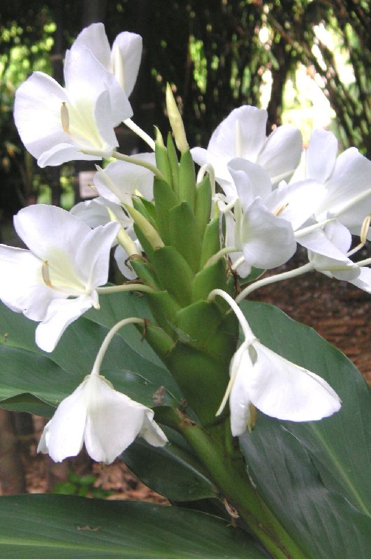 Matured Natural Hedychium White Flower Bulbs