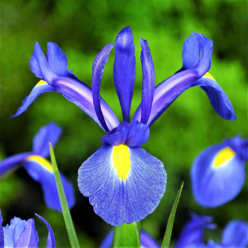 Matured Natural Iris Blue Flower Bulbs, Purpose : Decoration, Household
