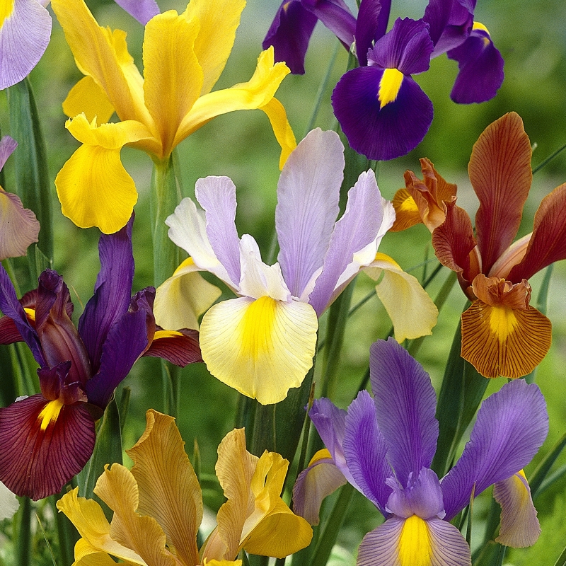 Matured Natural Iris Mixed Flower Bulbs