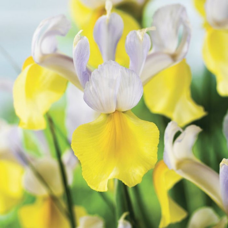 Iris White-Yellow Flower Bulbs