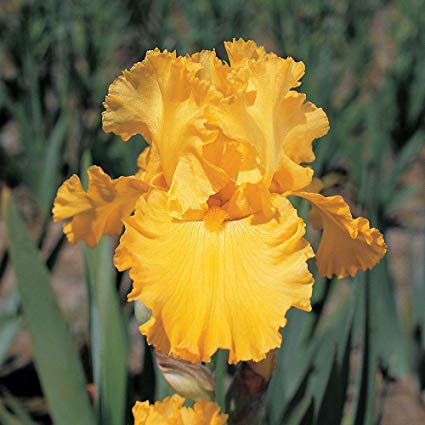 Matured Natural Iris Yellow Flower Bulbs