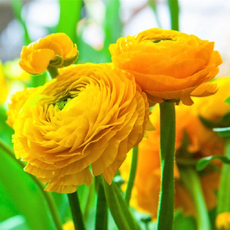 Matured Natural Ranunculus Yellow Flower Bulbs, Purpose : Decoration, Household