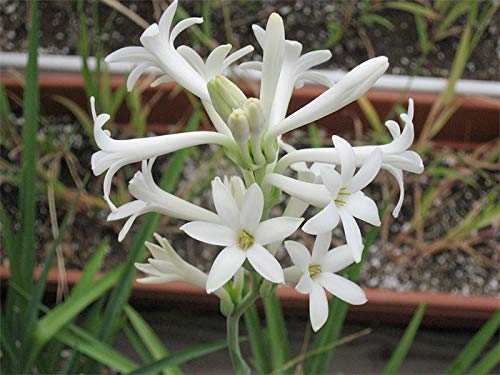 Matured Natural Tuberose Single Flower Bulbs, Color : White