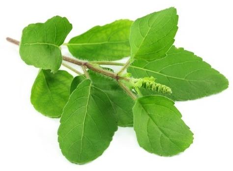 Tulsi Leaves, for Medicinal Plant, Purity : 99 %