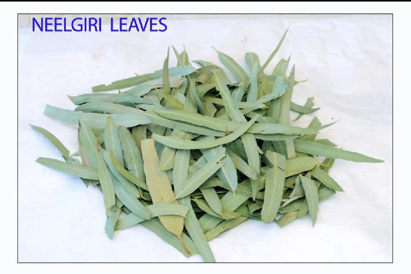 Natural Dry Nilgiri Leaves