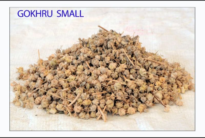 Gokhru Seeds, for In Cultivation Farming Work, Packaging Size : 10-20 Kg, 20-30 Kg, 40-50kg