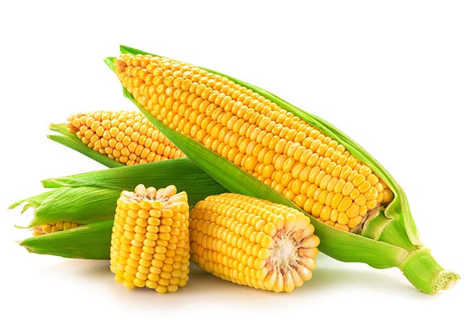 yellow maize