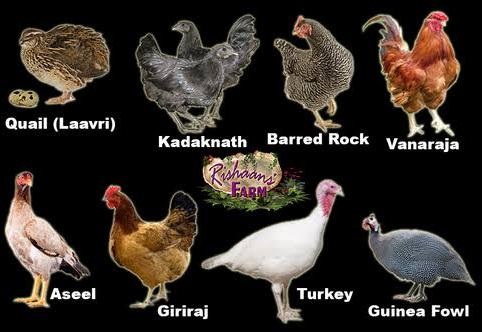 All types POULTRY Chicks Nagpur