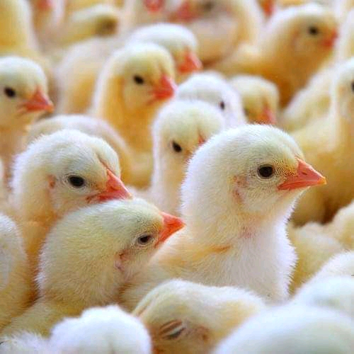 Cockrail Chicks, Color : White