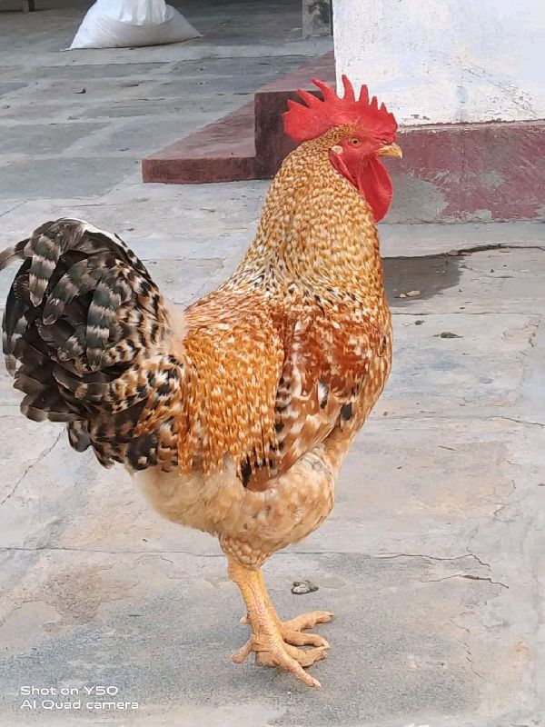 Vanraja chicks