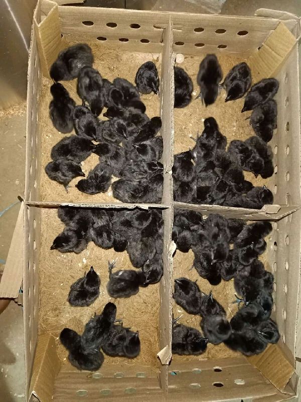 z black kadaknath chicks