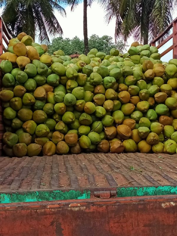 Fresh Tender Coconut, Color : green