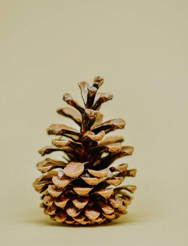 Dried Pine Cone, Color : Gold Silver