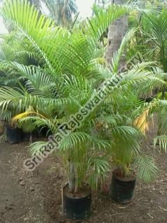 areca palm plant