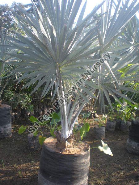Bismarckia Plant