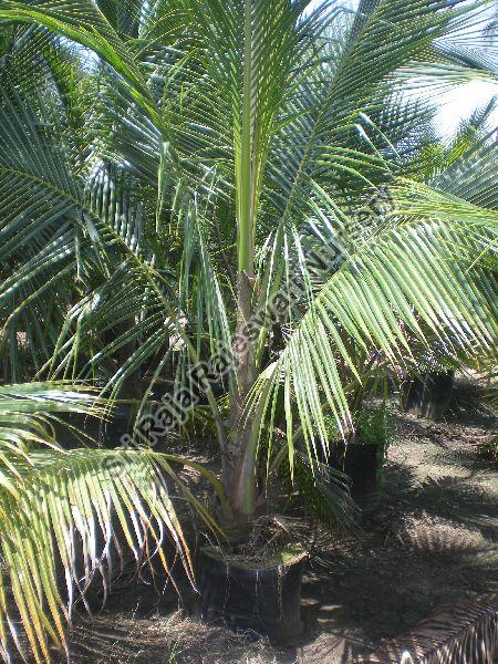 Chennangi Coconut Plant