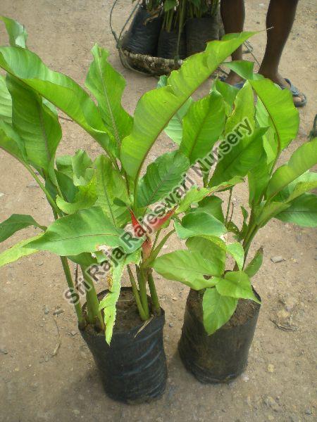 Heliconia Jamaica Plant, for Agriculture