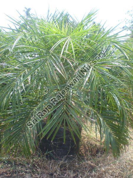 Phoenix Palm Plant, for Agriculture