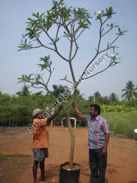 Plumeria Alba Plant, for Agriculture
