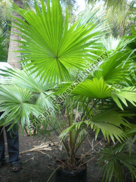 Table Palm Plant, for Agriculture