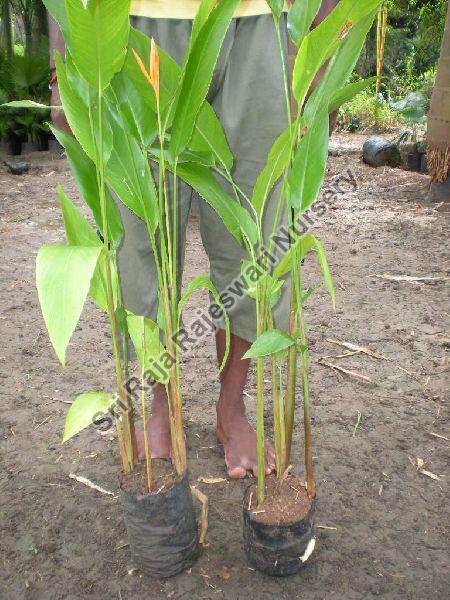 Yellow Heliconia Plant, for Agriculture