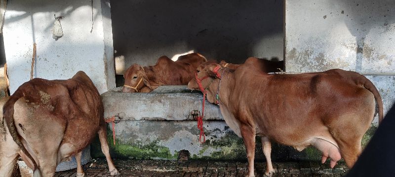 sahiwal cow dairy farm