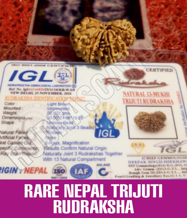 Rudrascanopy Round Rare Nepal Trijuti Rudraksha, Size : 35 mm approx