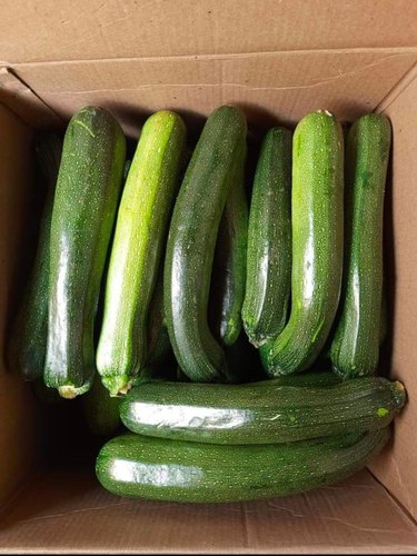 Fresh Green Zucchini, for Human Consumption, Feature : Full With Iron