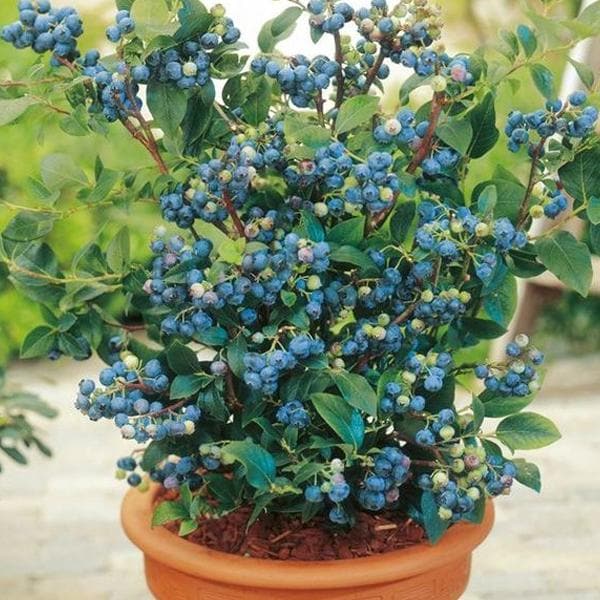 Blueberry Plants, Color : Green