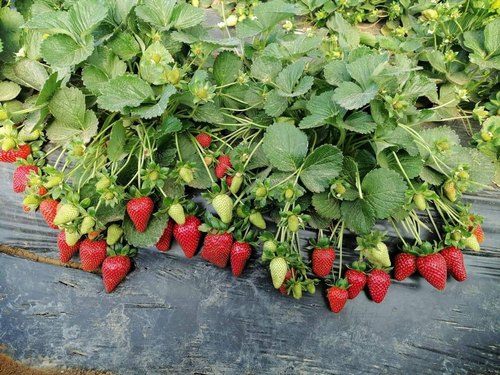 Organic Briliance Strawberry Plants, for Agriculture, Style : Hybrid