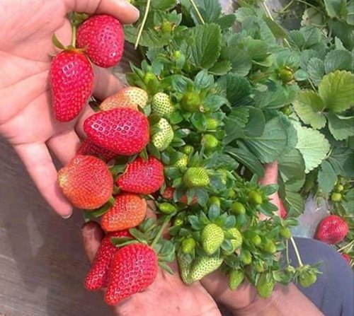 Organic Camarosa Strawberry Plants, for Agriculture, Style : Hybrid