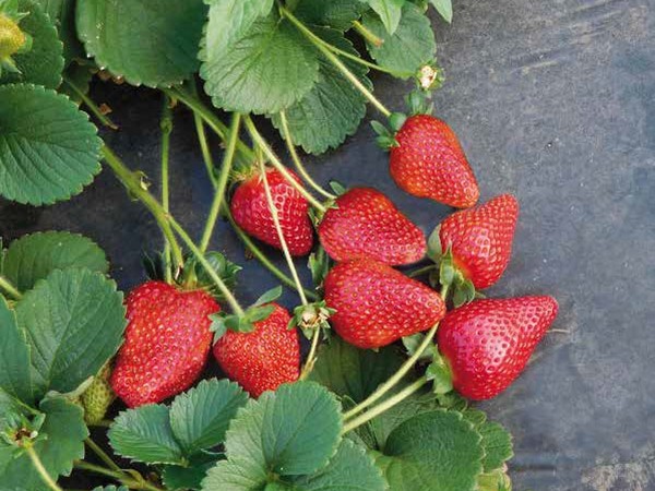 Organic Flavia Strawberry Plants, for Agriculture, Style : Hybrid