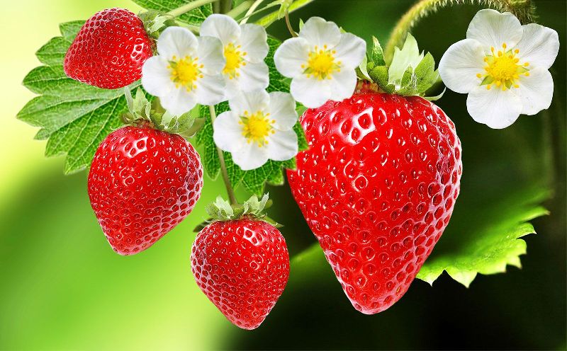 Organic Melissa Strawberry Plants, for Agriculture, Style : Hybrid