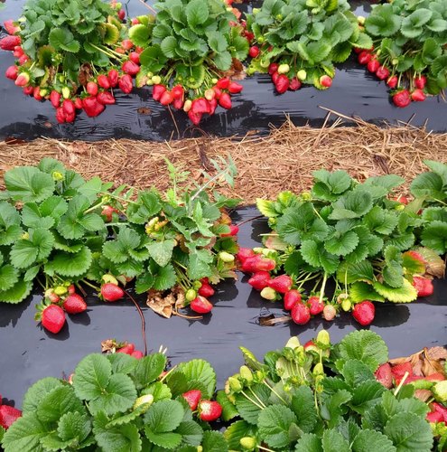 Organic Mother Strawberry Plants, for Agriculture, Purity : 99%