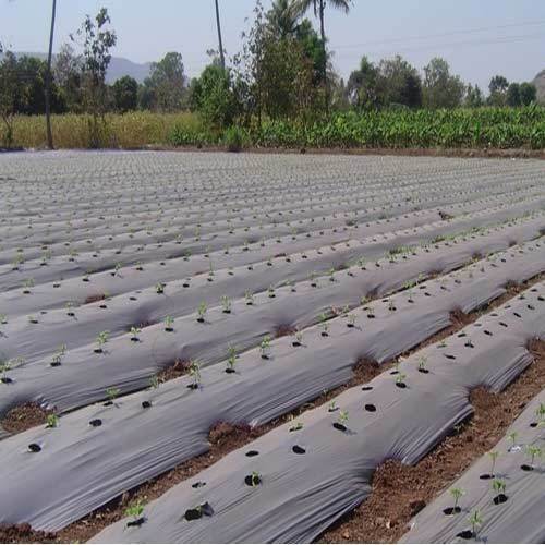 Rectangular Mulching Paper, for Agriculture, Size : Standard