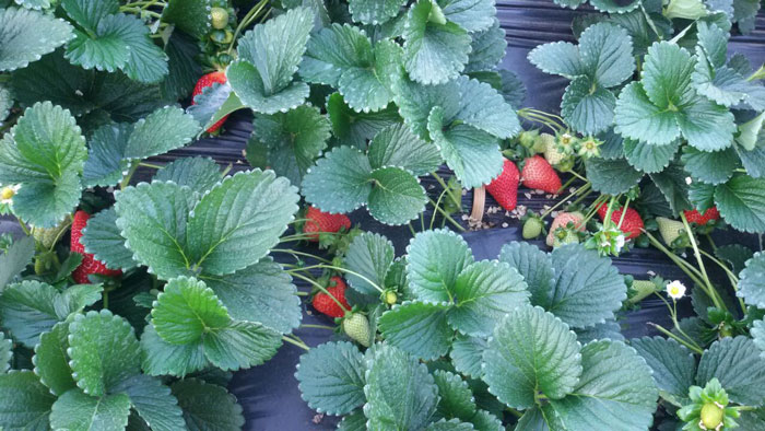 Organic Red Gold Strawberry Plants, for Agriculture, Style : Hybrid