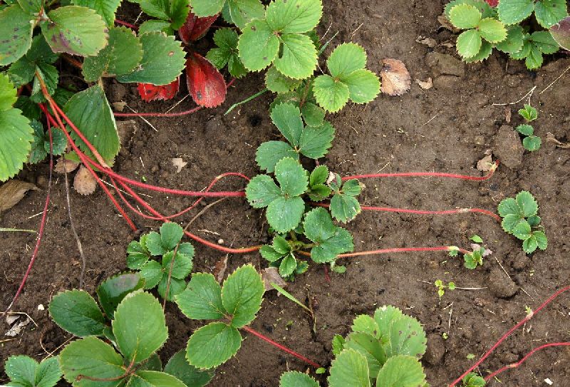 Strawberry Runner Pins