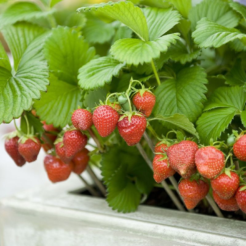 Organic Winter Down Strawberry Plants, for Agriculture, Style : Hybrid