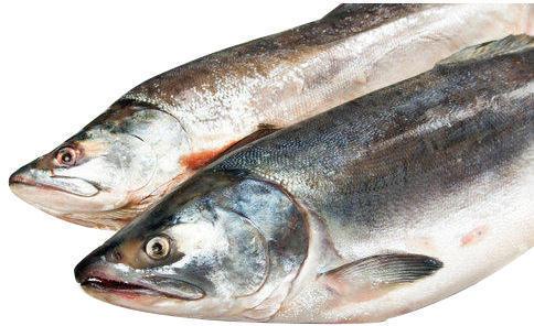 SIS Salmon Fish, Packaging Type : Cartons
