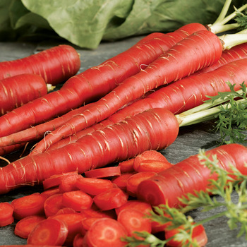 Natural Fresh Red Carrot, for Food, Juice, Pickle, Packaging Type : Jute Sack