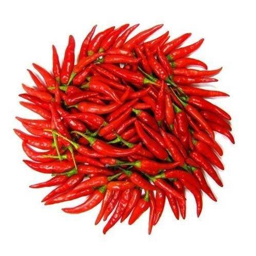 Natural Fresh Red Chilli, for Food, Making Pickles, Packaging Type : Gunny Bags