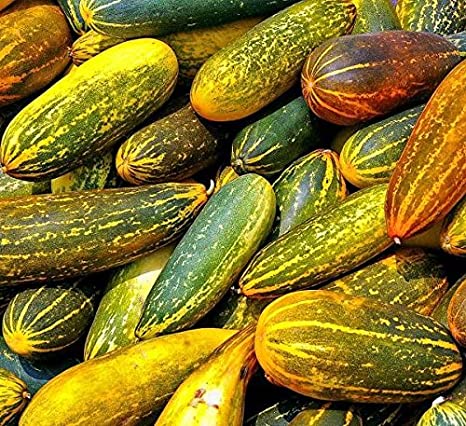 Natural Fresh Vellary Cucumber, for Human Consumption, Packaging Type : Gunny Bag