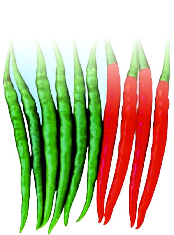 Seeways Organic F1 503 Chilli Seeds, for Seedlings, Specialities : Good Quality