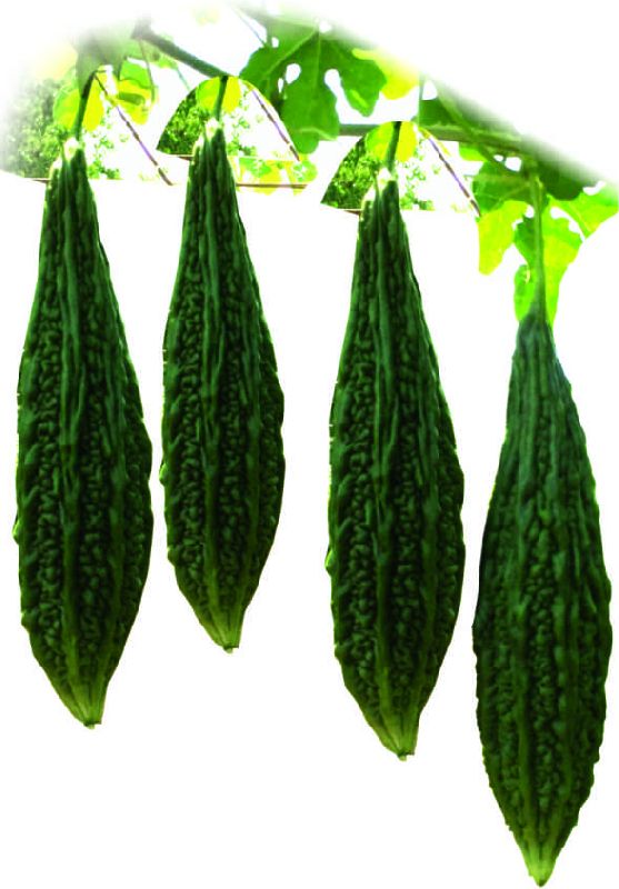 F1 7712 Bitter Gourd Seeds, for Seedlings, Specialities : Good Quality