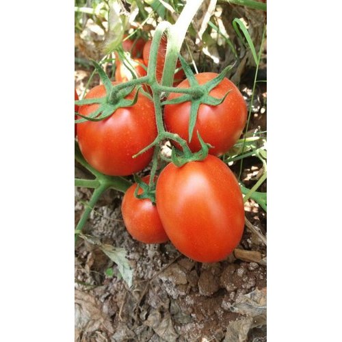Seeways Organic F1 Abhijeet Tomato Seeds, for Seedlings, Specialities : Good Quality
