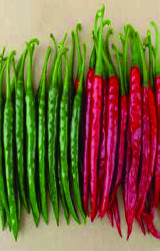 F1 Agni 888 Chilli Seeds, for Seedlings, Specialities : Good Quality