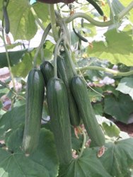 F1 Akshay 40 Cucumber Seeds, for Seedlings, Specialities : Good Quality