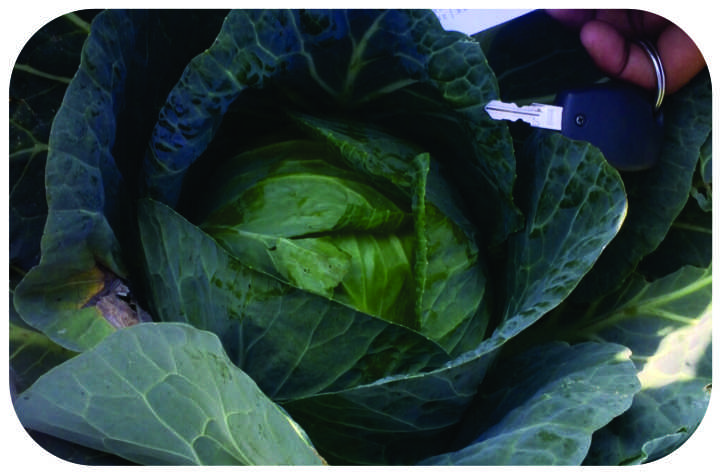 Seeways Organic F1 Amaze Cabbage Seeds, for Seedlings, Specialities : Good Quality