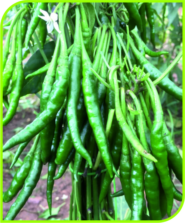 Seeways Organic F1 Anamika Chilli Seeds, for Seedlings, Specialities : Good Quality