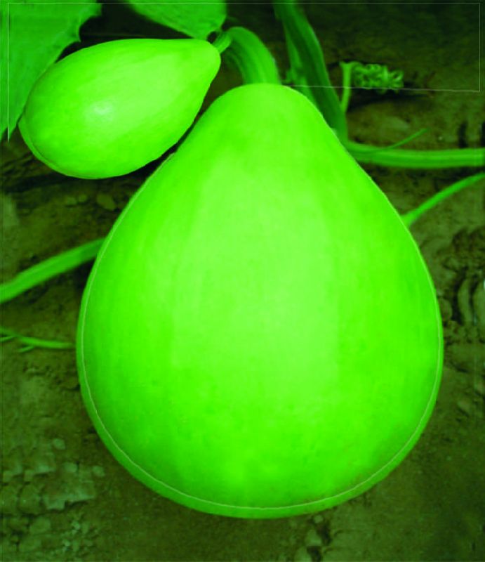 F1 Barkha Bottle Gourd Seeds, for Seedlings, Specialities : Good Quality